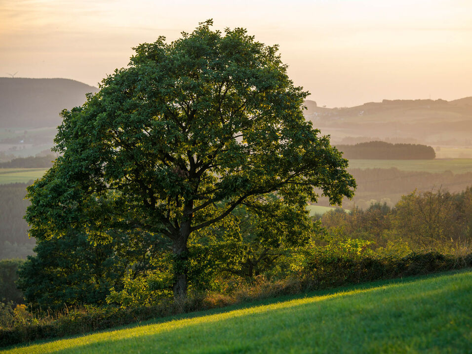 Alte Eiche bei Bad Fredeburg im Schmallenberger Sauerland