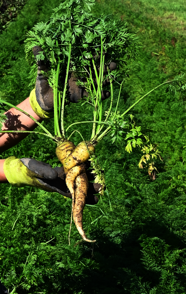 Ernährung sinnvoll denken