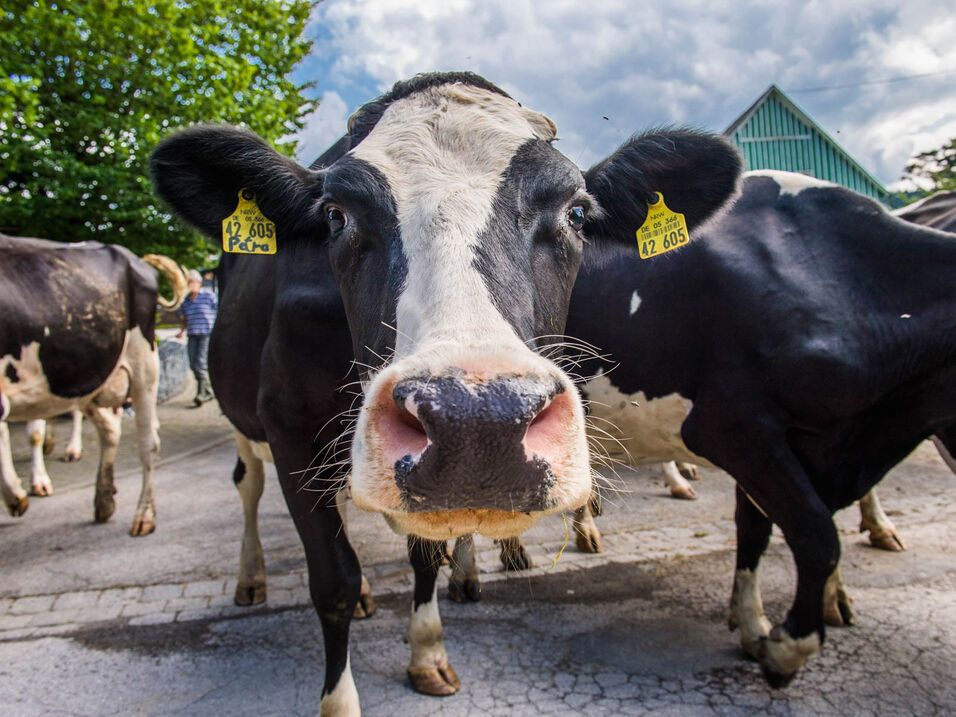 Cows herd in Fleckenberg in Sauerland