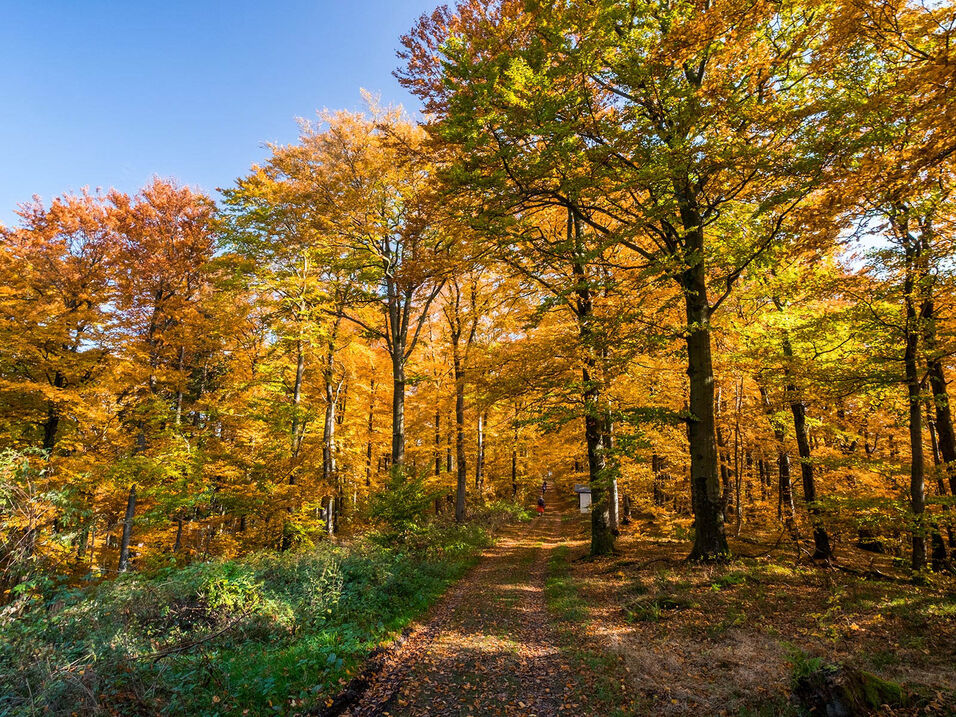 Wandelroute door een herfstbos op de Wilzenberg.