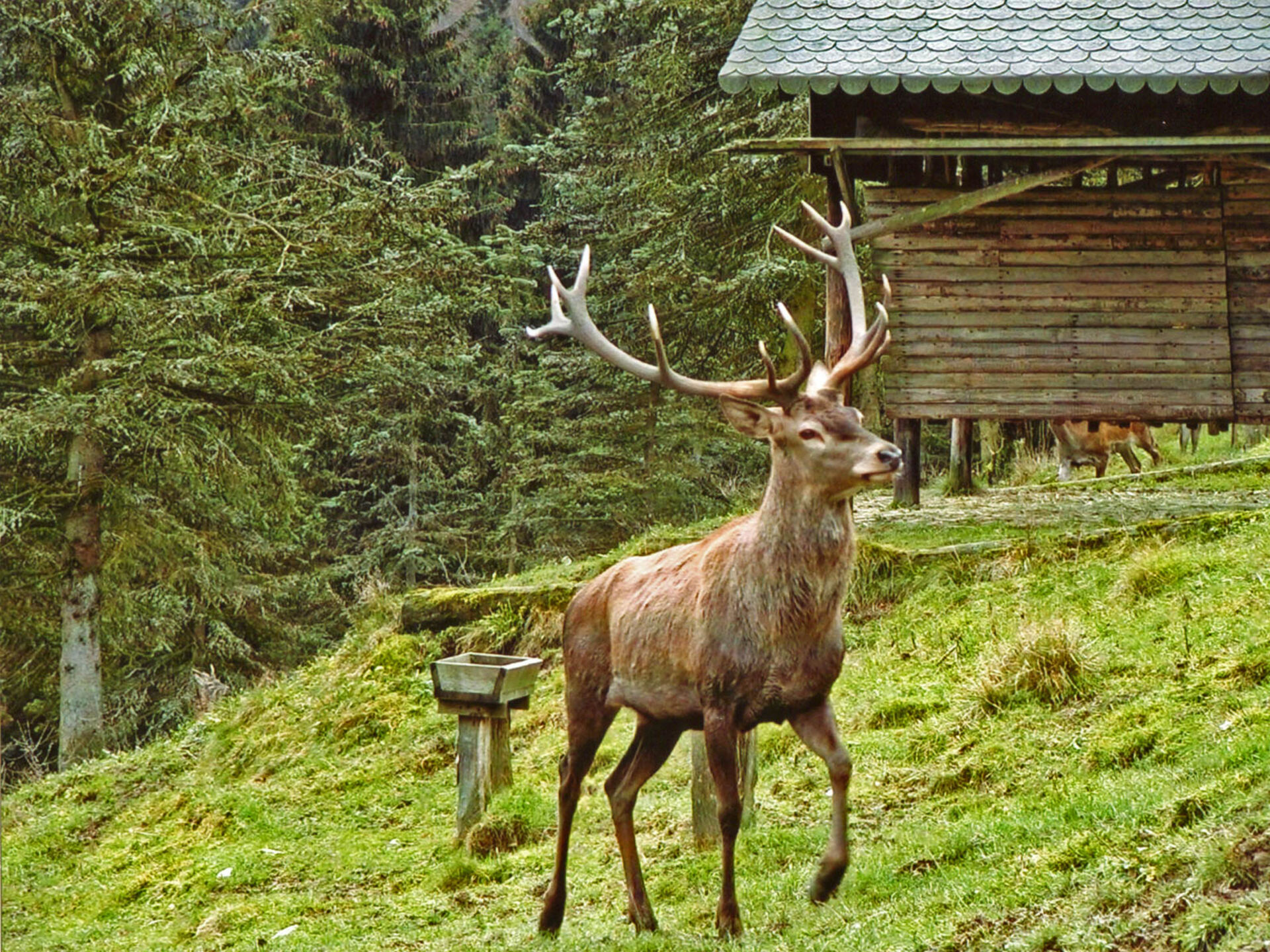 Deer in a game reserve in Bödefeld in the Schmallenberger Sauerland
