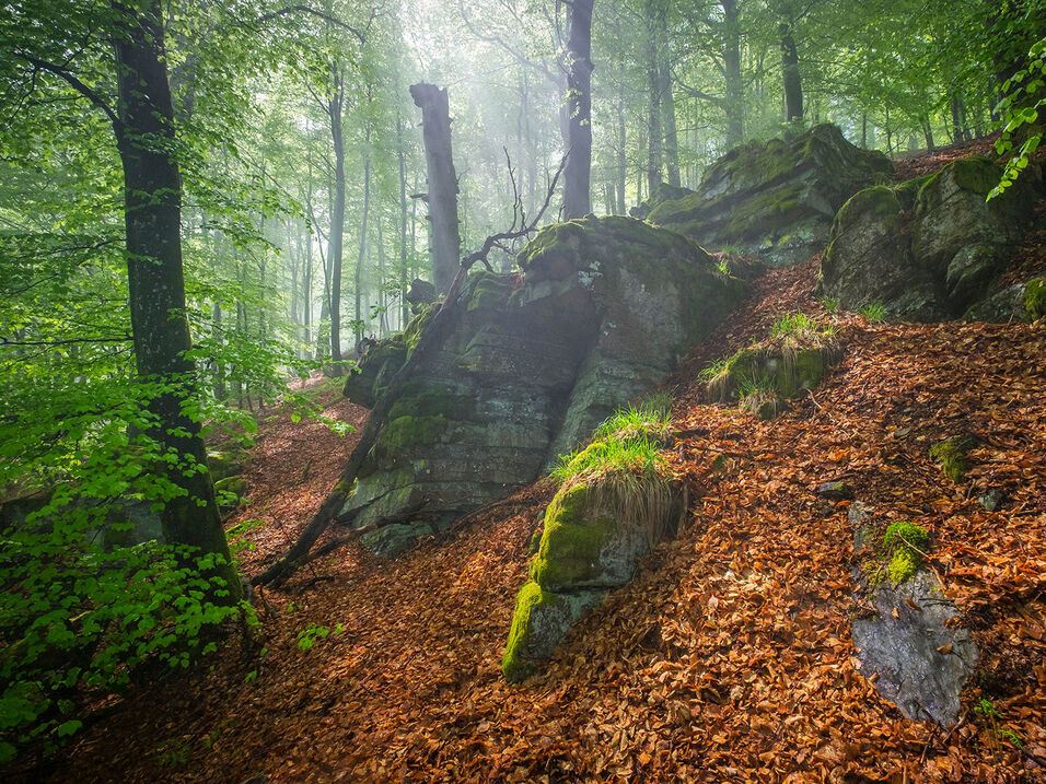 Moss-covered rock in the forest near Bödefeld.