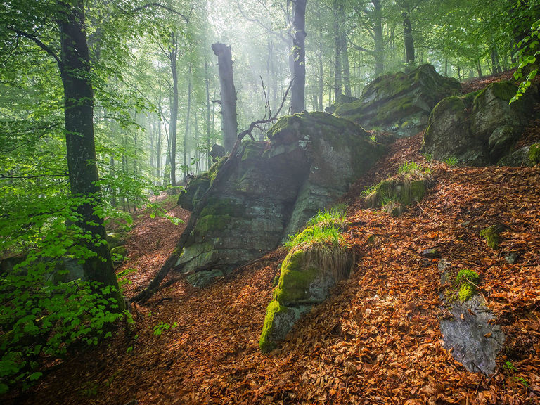 Met mos bedekte rotsen in het bos bij Bödefeld.
