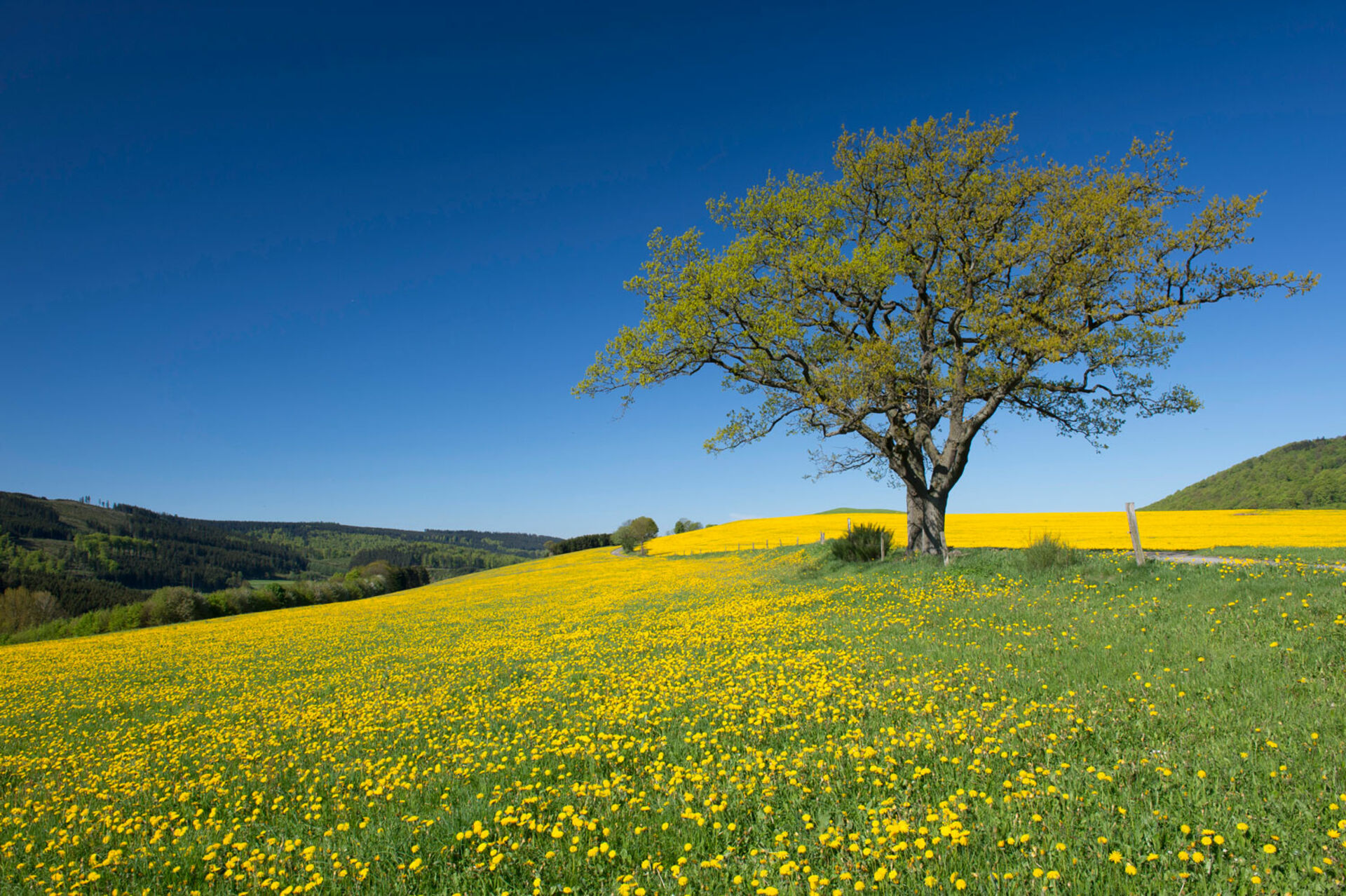 Blühende Wiesen und blauer Himmel im Frühling.