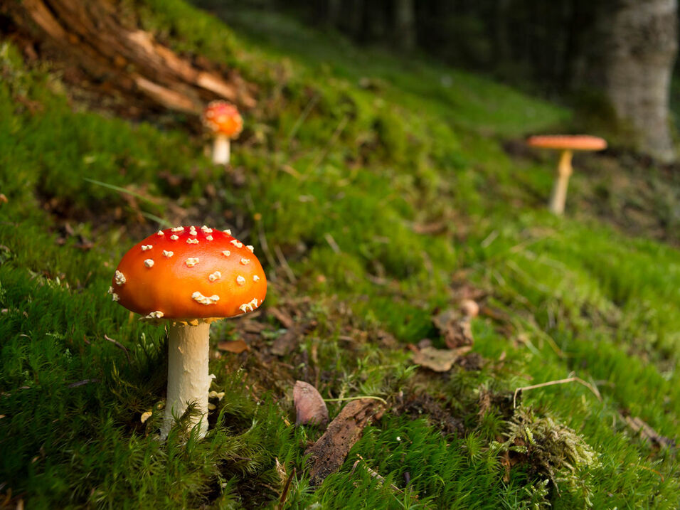 Hiking in the Sauerland farmland