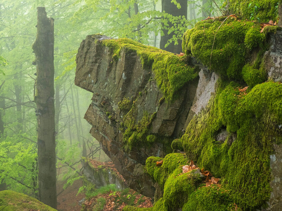 Moosbewachsener Felsen bei Bödefeld.