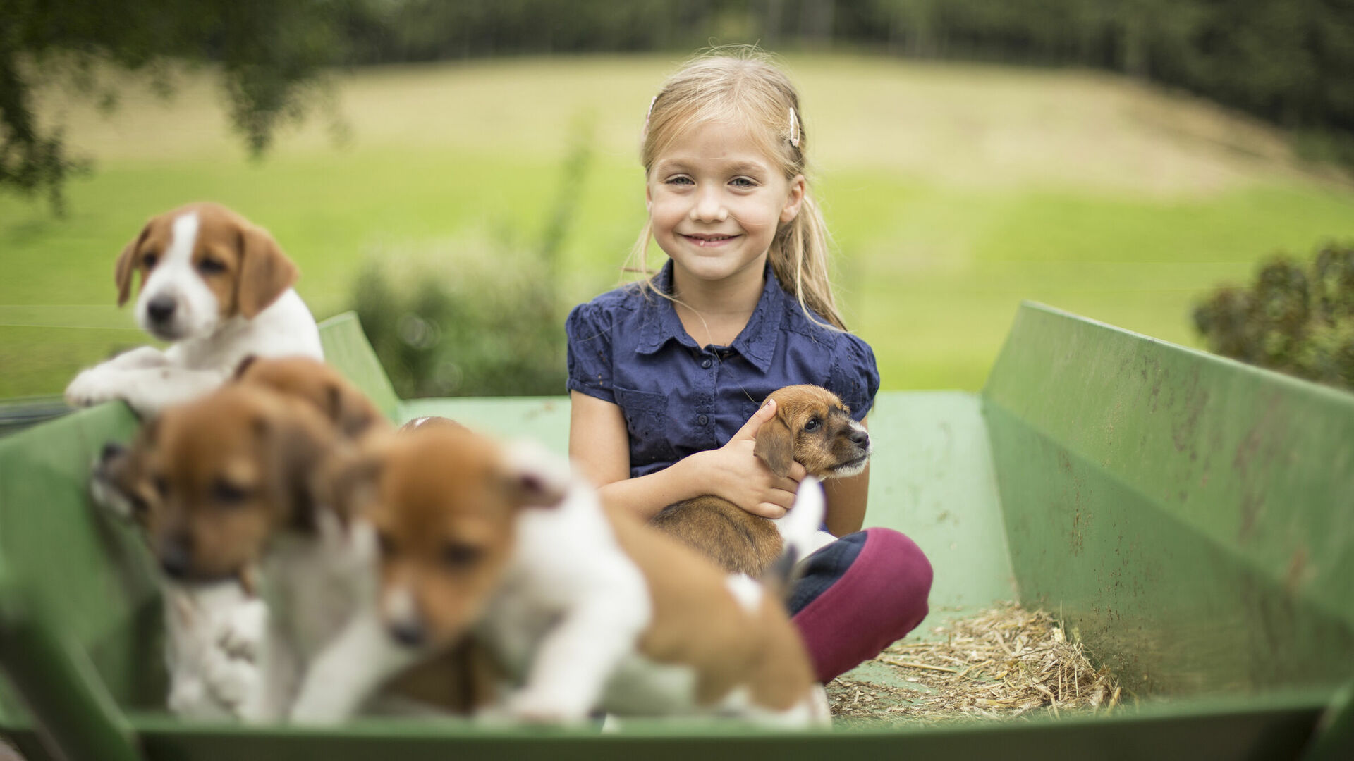 Child in a wheelbarrow with some puppies.