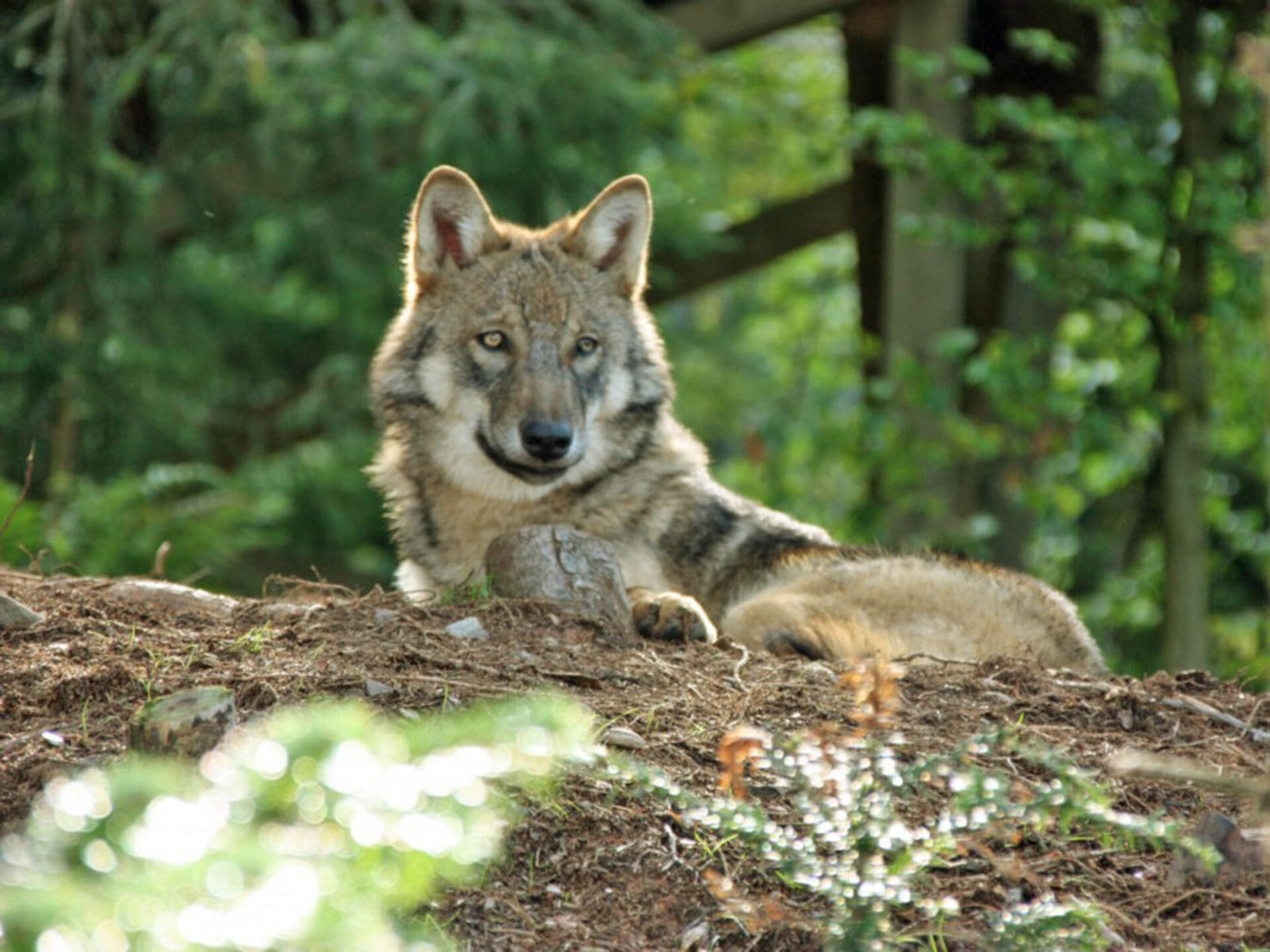 Wolf in the game park in the Panorama Park in Kirchundem in the Sauerland