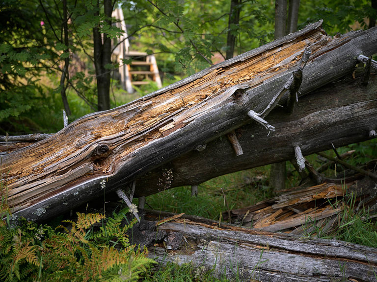 Dead wood on the Cyril trail near Schanze.