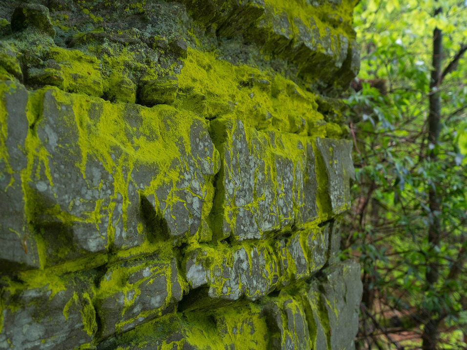 Een met mos bedekte rots in het bos bij Bödefeld.
